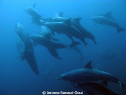 dolphins in Nusa Penida...
 by Jerome Renaud-Goud 